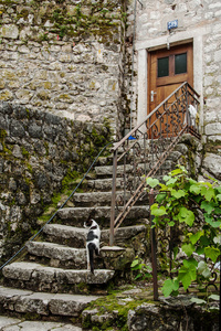 老石头台阶与猫