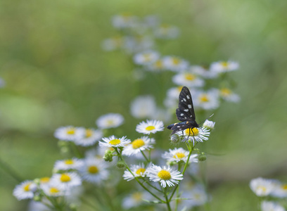 白色的雏菊黑色斑点的蝴蝶图片