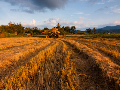 收割完的稻田田，在婆罗洲，东马来西亚沙巴州哥打马鲁
