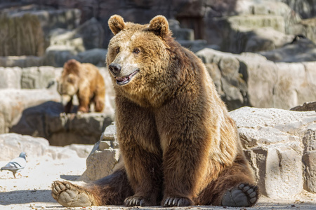 棕色的熊坐这么好笑