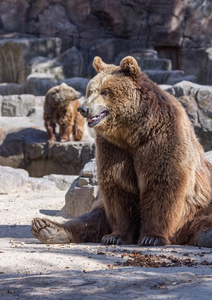 棕色的熊坐这么好笑