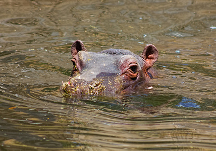 非洲河马在水中休息