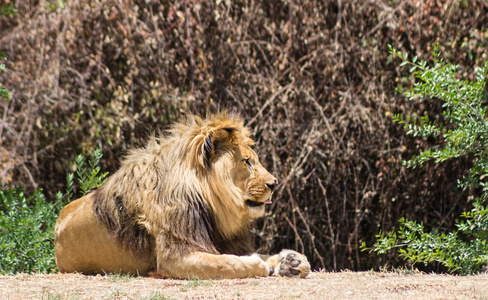 大型鬃毛的狮子，取决于在大草原