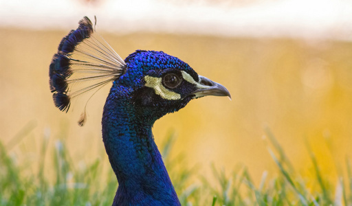 青い孔雀の頭部照片
