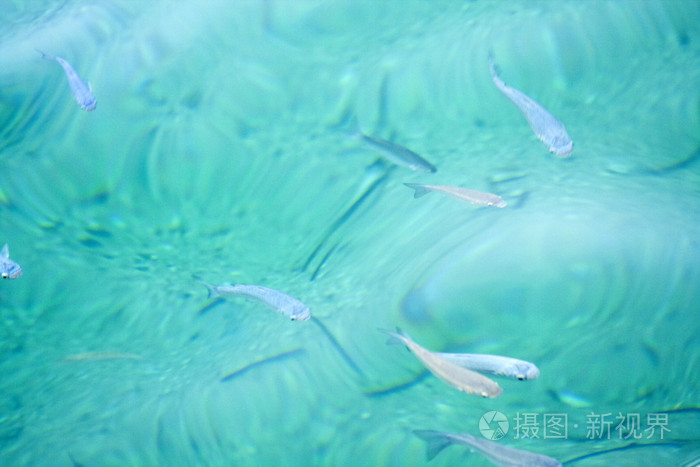 游泳在海中块面包表面从游客水纹理与鱼爱琴海的鱼