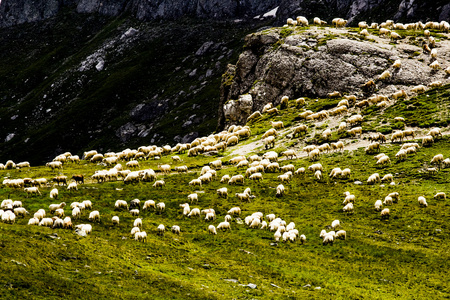 景观与羊从左支山，在罗马尼亚南喀尔巴阡的一部分