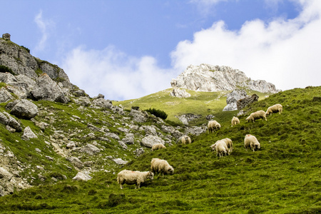 景观与羊从左支山，在罗马尼亚南喀尔巴阡的一部分