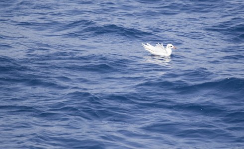 美丽的海鸥，在蔚蓝的大海