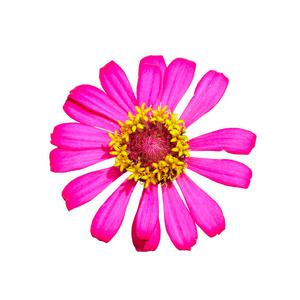 孤立的顶视图的粉红色的百合草花