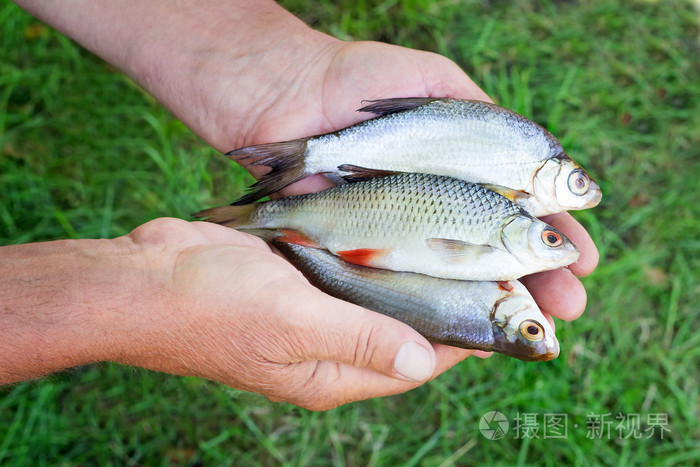 了被抓的抓在手里的鱼的渔夫