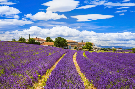 feelds 的盛开的薰衣草 valensole 普罗旺斯 法国 欧洲