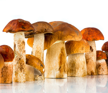 橙色帽牛肝菌和牛肝菌蘑菇