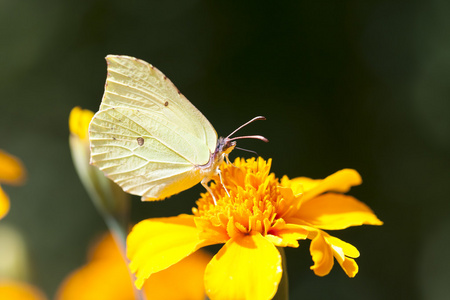 一朵黄色的花上的蝴蝶
