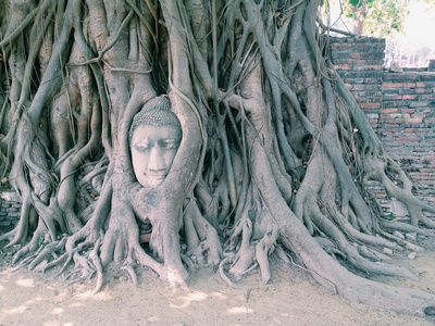 头的砂岩佛在树根在扫管笏玛哈泰寺，ayut