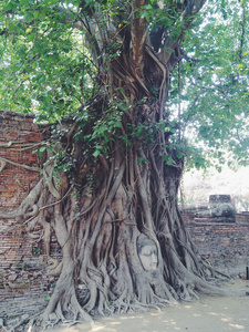 头的砂岩佛在树根在扫管笏玛哈泰寺，ayut