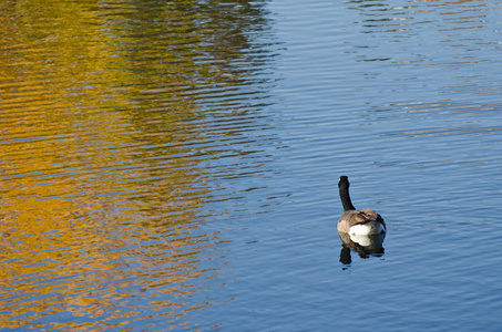 加拿大鹅秋天的金色池塘 