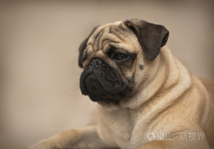 美丽的男性只八哥幼犬