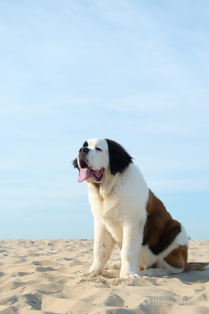 圣伯纳犬图片最大图片