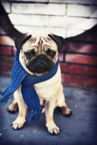 帕格小狗用蓝色围巾
