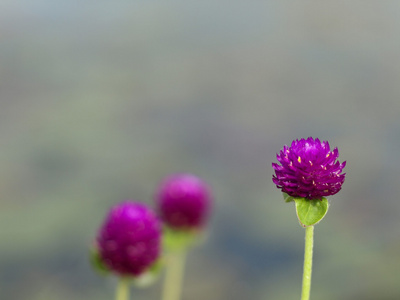 世界各地苋菜红或紫红色图片