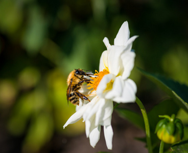 大黄蜂以花为食