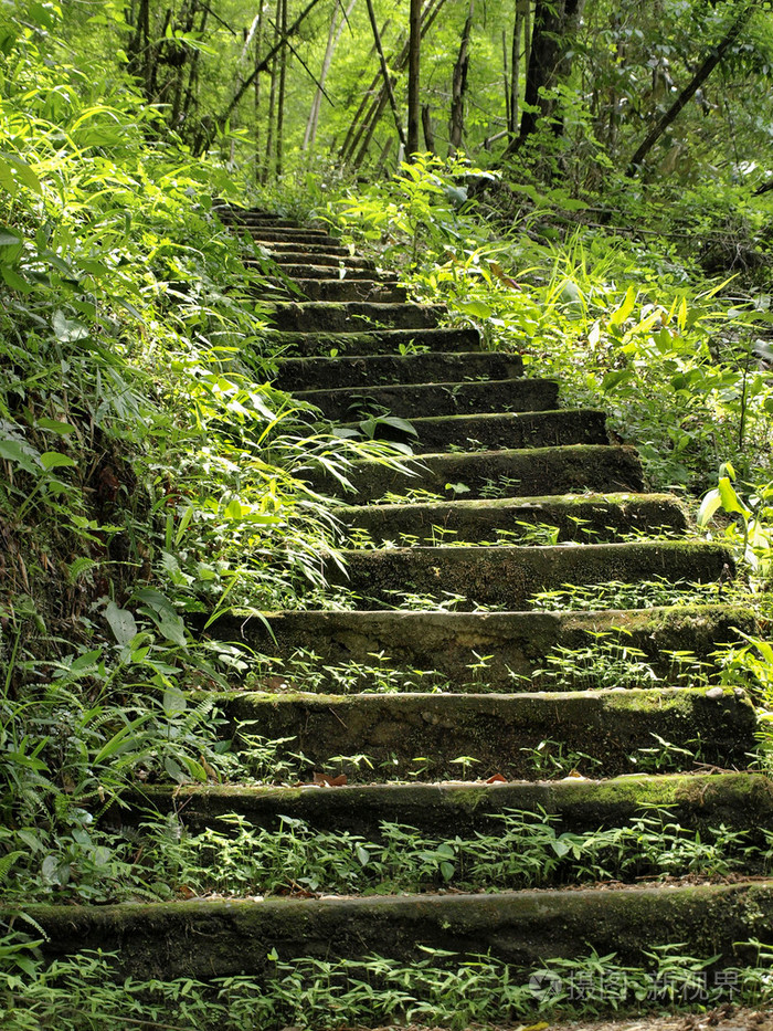 在雨季绿色森林的台阶