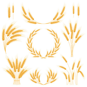 成熟的麦穗小麦套。孤立的详细的模板