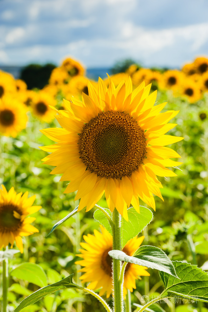 px发票合同问题/春天美丽阳光查看作者其他作品查看更多>多汁和多彩的