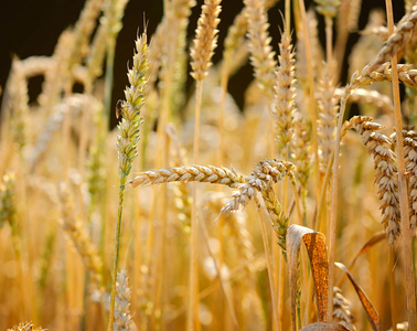 成熟的麦穗小麦。特写