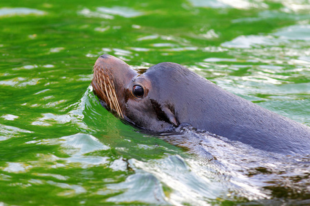 加利福尼亚海狮zalophus californianus