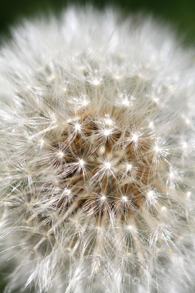 美丽的白色蒲公英鲜花特写