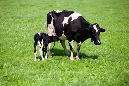 牧童与牛犊图片