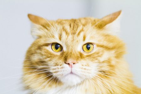红猫，长发西伯利亚品种