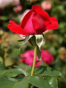 漂亮的红玫瑰图片