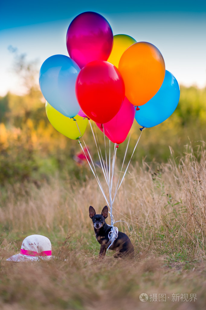 气球的狗