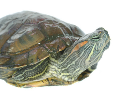 tortuga brasileo