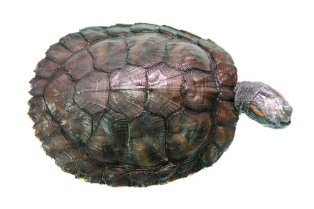 tortuga brasileo