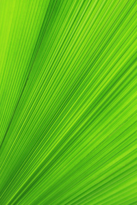 绿色的棕榈叶的纹理