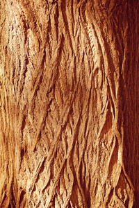 秋天的树林的棕色木制的背景。纹理森林木槟知