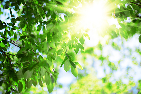 太阳和叶子.绿色的树叶,在蓝蓝的天空和太阳的背景上照片