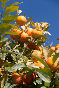 橘树柑橘