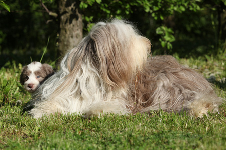 令人惊异的 bearder 牧羊犬躺在草地上