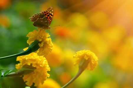 在黄色的万寿菊在 highkey 上的帝王蝶