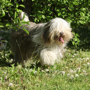 大胡子牧羊犬，在花园里跑