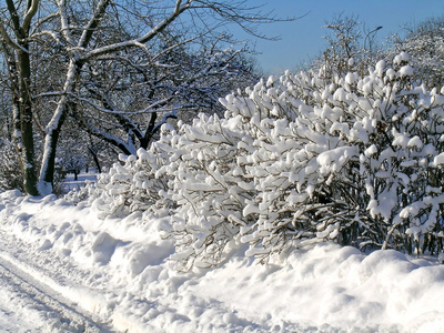 被白雪覆盖的树木和灌木