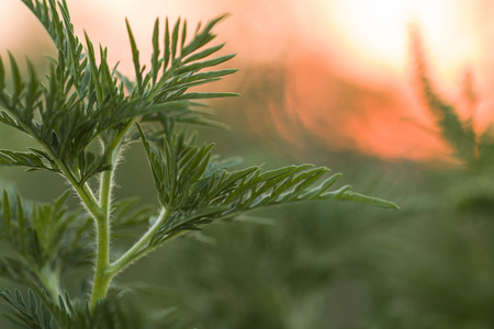 植物