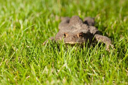 坐在绿草地上的青蛙