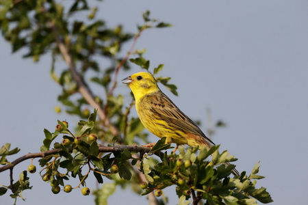 鹉，鸣 citrinella