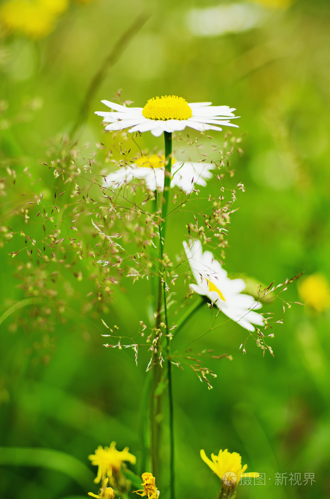 野甘菊花