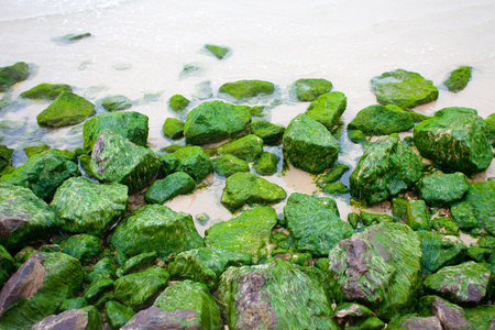 绿色的青苔的岩石图片